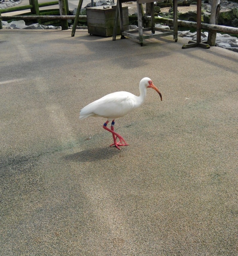 松江フォーゲルパーク　鳥の様子