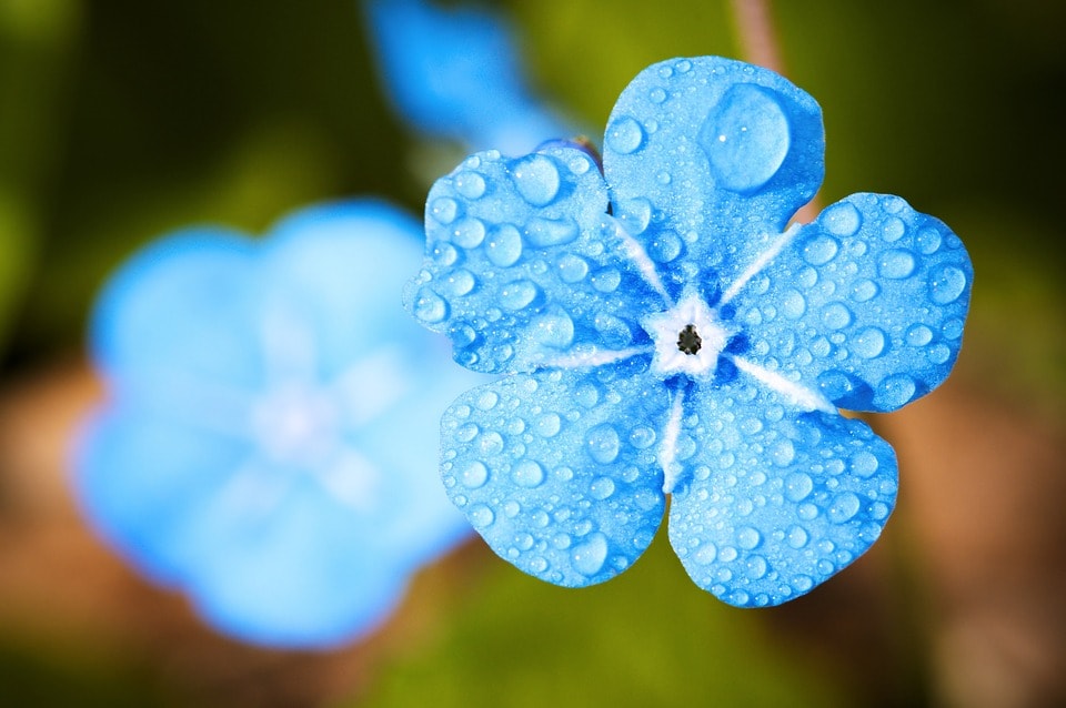 水滴のついた青い花