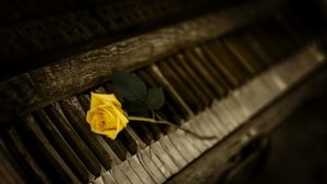 古い鍵盤とバラ